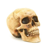 Grinning Skull Figurine - crazydecor