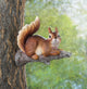 Lounging Squirrel Tree Decor - crazydecor