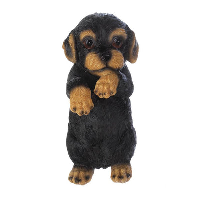 Climbing Cutie Dotson Puppy "Parker" - crazydecor