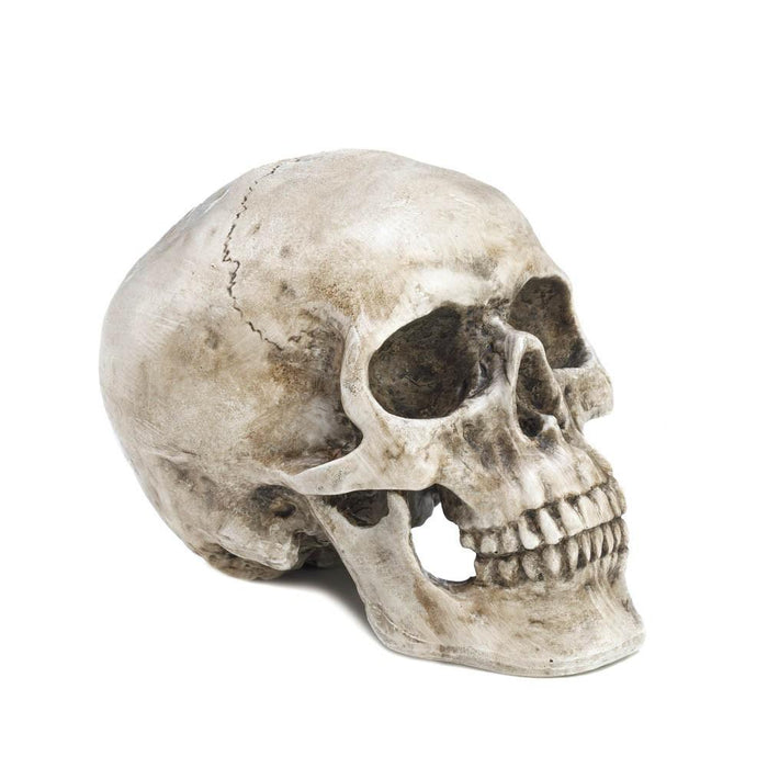 Decorative Skull Head - crazydecor