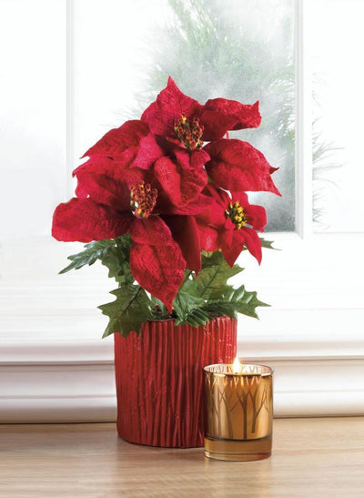 Everlasting Poinsettia Plant - crazydecor